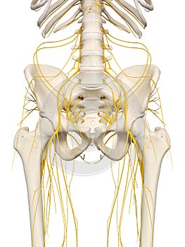 The hip nerves