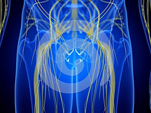 The hip nerves