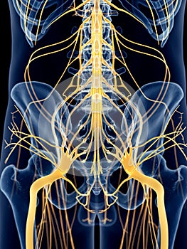 The hip nerves