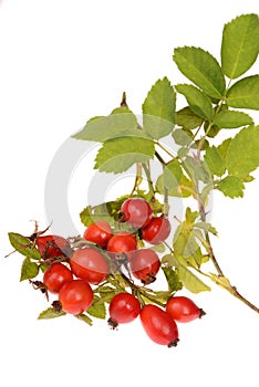 Hip rose isolated on a white background