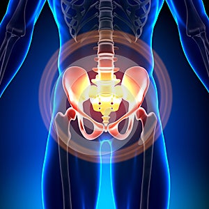 Hip / Sacrum / Pubis / Ischium / Ilium - Anatomy Bones