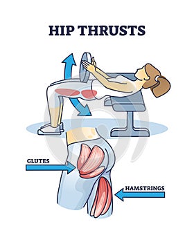 Hip thrusts workout for glutes and hamstrings muscle strength outline diagram photo