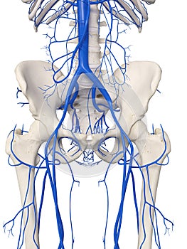 The hip veins