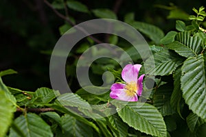 Hipberry flower photo