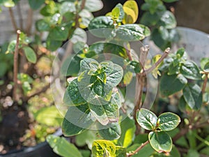 Hipericum close up with sunlight potted outdoor photo