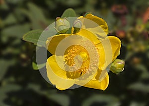 Hipericum flower photo