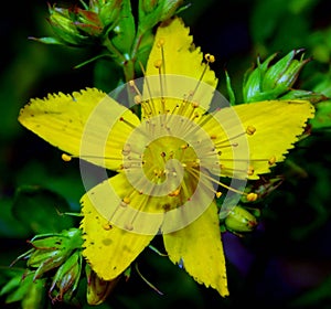 hipericum perforatum yellow flower on macro in wild nature photo