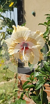 Hibiscus flower photo