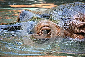 Hipopotamus