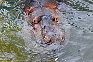 Hipopotamus