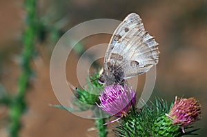 Hipparchia briseis - butterfly, macrophotography - butterflies on a thistle photo