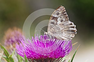 Hipparchia circe - butterfly, close up photo