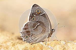 Hipparchia parisatis, the white-edged rock brown butterfly , butterflies of Iran photo