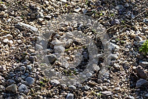 Hipparchia semele butterfly resting on the ground