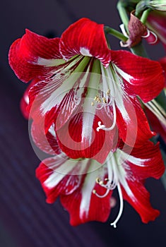 Hippeastrum