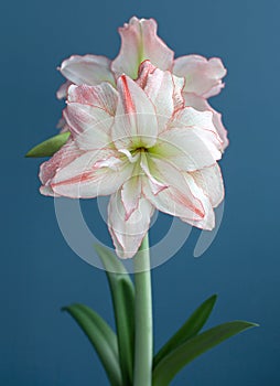 Hippeastrum Amaryllis Aphrodite double flowering closeup on blue background