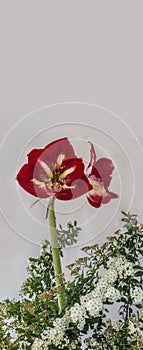Hippeastrum (amaryllis) Barbados and branches of Spiraea Vangutta on a gray background. Background for calendar