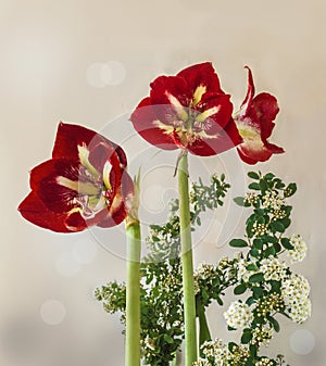 Hippeastrum (amaryllis) Barbados and branches of Spiraea Vangutta on a gray background. Background for calendar