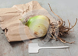 Hippeastrum (amaryllis) bulb and garden plate for variety name