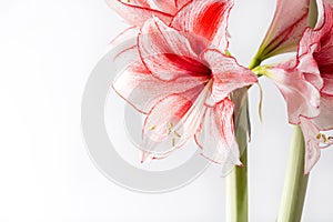 Hippeastrum Amaryllis Charisma, Dutch hybride, white-pink flower