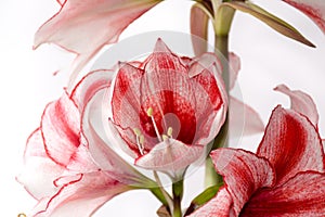 Hippeastrum Amaryllis Charisma, Dutch hybride, white-pink flower