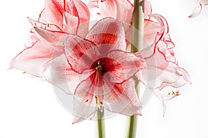 Hippeastrum Amaryllis Charisma, Dutch hybride, white-pink flower