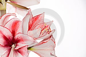 Hippeastrum Amaryllis Charisma, Dutch hybride, white-pink flower