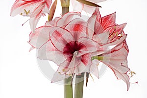 Hippeastrum Amaryllis Charisma, Dutch hybride, white-pink flower