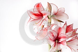 Hippeastrum Amaryllis Charisma, Dutch hybride, white-pink flower