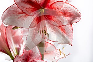 Hippeastrum Amaryllis Charisma, Dutch hybride, white-pink flower