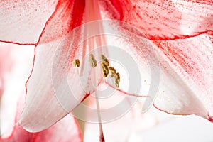 Hippeastrum Amaryllis Charisma, Dutch hybride, white-pink flower