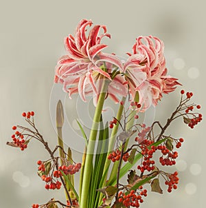 Hippeastrum amaryllis `Doublet` and rowan-tree