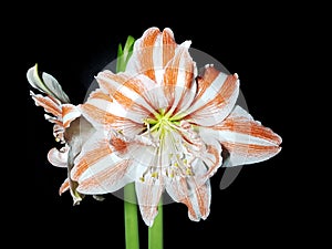 Hippeastrum amaryllis flower blossom