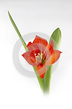 Hippeastrum or Amaryllis flower displayed on Gray background