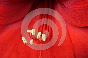 Hippeastrum (Amaryllis) flower macro