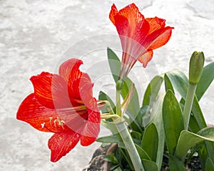 Hippeastrum or Amaryllis flower , Orange amaryllis flower
