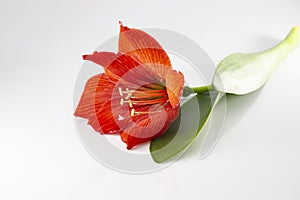 Hippeastrum or Amaryllis flower, Orange amaryllis flower