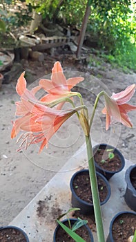 Hippeastrum or Amaryllis flower, Orange amaryllis flower isolated