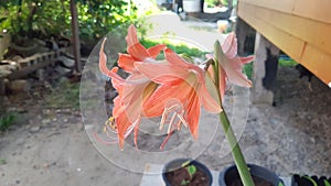 Hippeastrum or Amaryllis flower, Orange amaryllis flower isolated