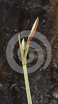 Hippeastrum or Amaryllis flower on rustic background or Orange amaryllis flower isolated