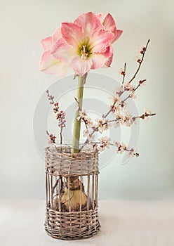 Hippeastrum amaryllis and flowering apricot branches
