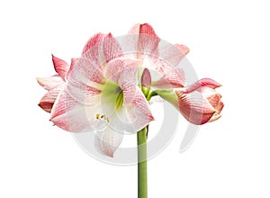 Hippeastrum or Amaryllis flowers ,Pink amaryllis flowers isolated on white background, with clipping path