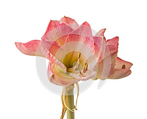 Hippeastrum amaryllis `Caprice` on a white background isolated photo