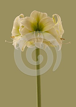 Hippeastrum (amaryllis) \'Nort hpole photo