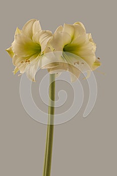 Hippeastrum (amaryllis) 'Northpole