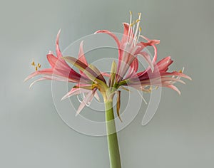 Hippeastrum amaryllis `Rose Cybister`   on a gray background