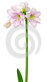 Hippeastrum Amaryllis sonatini Pink Rascal photo
