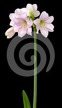 Hippeastrum Amaryllis sonatini Pink Rascal photo