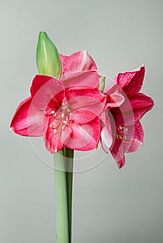 Hippeastrum Amaryllis Sweet pink