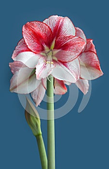 Hippeastrum Amaryllis Temptation large flowering closeup